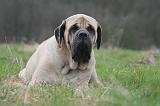 MASTIFF 114